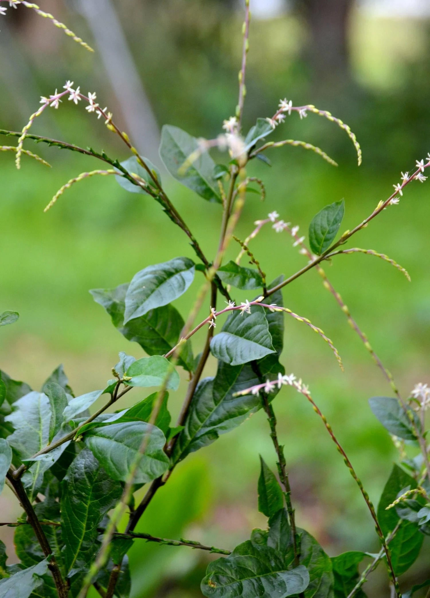 Anamu (Petiveria Alliacea) 1 Anamu (Petiveria Alliacea)