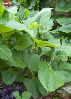 Earth Apple, 'Yellow' (Smallanthus Sonchifolius) -Garden Supplies Sales 2024 0155d9 2e1720a4536e4f0fa985deba5703940a mv2 d 1874 2800 s 2 88356a23 def2 40b4 9f2c d4e87487a8f4