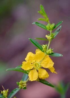 Sun Opener, Sinicuichi (Heimia Salicifolia) 7 Sun Opener, Sinicuichi (Heimia Salicifolia) -Garden Supplies Sales 2024 0155d9 376f2598fcd842feb3ee6168fa92c091 mv2 d 3264 4928 s 4 2