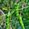 Pigeon Pea, Green (Cajanus Cajan)