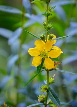Sun Opener, Sinicuichi (Heimia Salicifolia) 6 Sun Opener, Sinicuichi (Heimia Salicifolia) -Garden Supplies Sales 2024 0155d9 4599d42dafc54c6e8e0f2e9b07f6a881 mv2 d 3264 4928 s 4 2