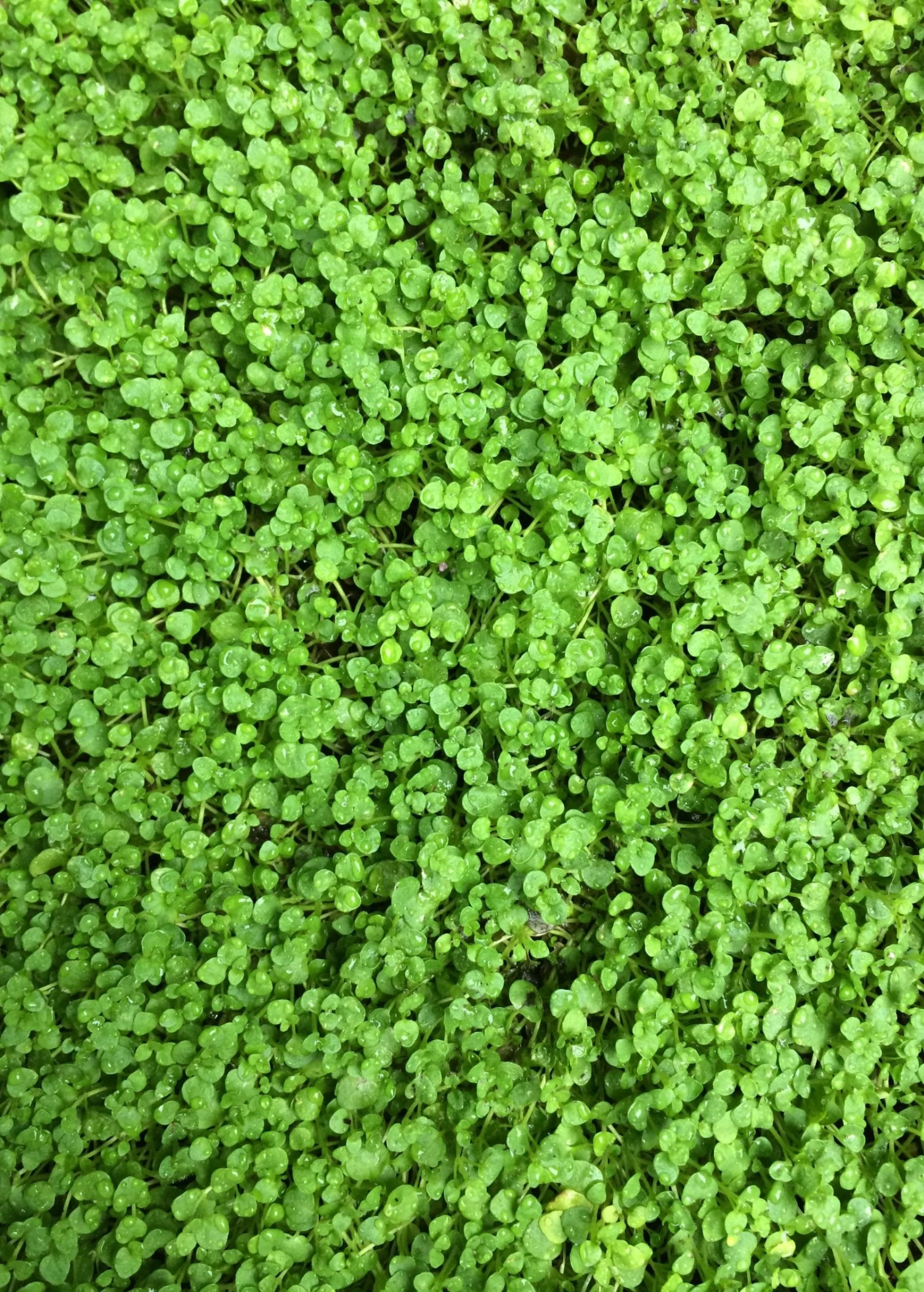 Corsican Mint (Mentha Requienii) 1 Corsican Mint (Mentha Requienii)