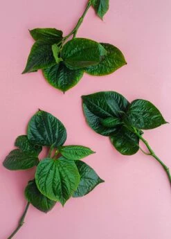 Lolot (Piper Sarmentosum) -Garden Supplies Sales 2024 0155d9 4dac8f1bcf3e45de953a21ac4071b86a mv2 d 3648 5472 s 4 2