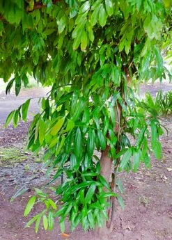 Cinnamon (Cinnamomum Verum) -Garden Supplies Sales 2024 0155d9 5c3c9bdee0994fbe85ee80b941fa21ad mv2 d 2034 3050 s 2
