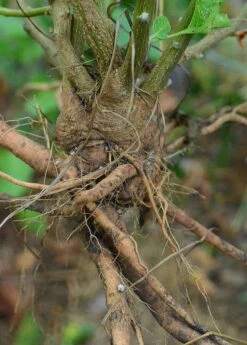 Ashwagandha (Withania Somnifera) -Garden Supplies Sales 2024 0155d9 68bb8bd6776d43f1a35fa81d654f1c61 mv2 d 3264 4928 s 4 2
