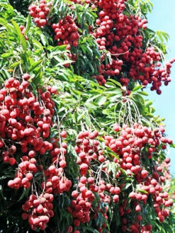Lychee 'Mauritius' (Litchi Chinensis) -Garden Supplies Sales 2024 0155d9 740031ffcc784693bf68556b371d53aa mv2