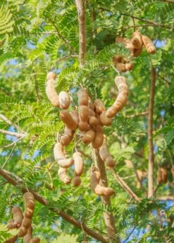 Tamarind (Tamarindus Indica)