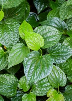 Lolot (Piper Sarmentosum) -Garden Supplies Sales 2024 0155d9 9341901467de42e485b61a0ecfae903b