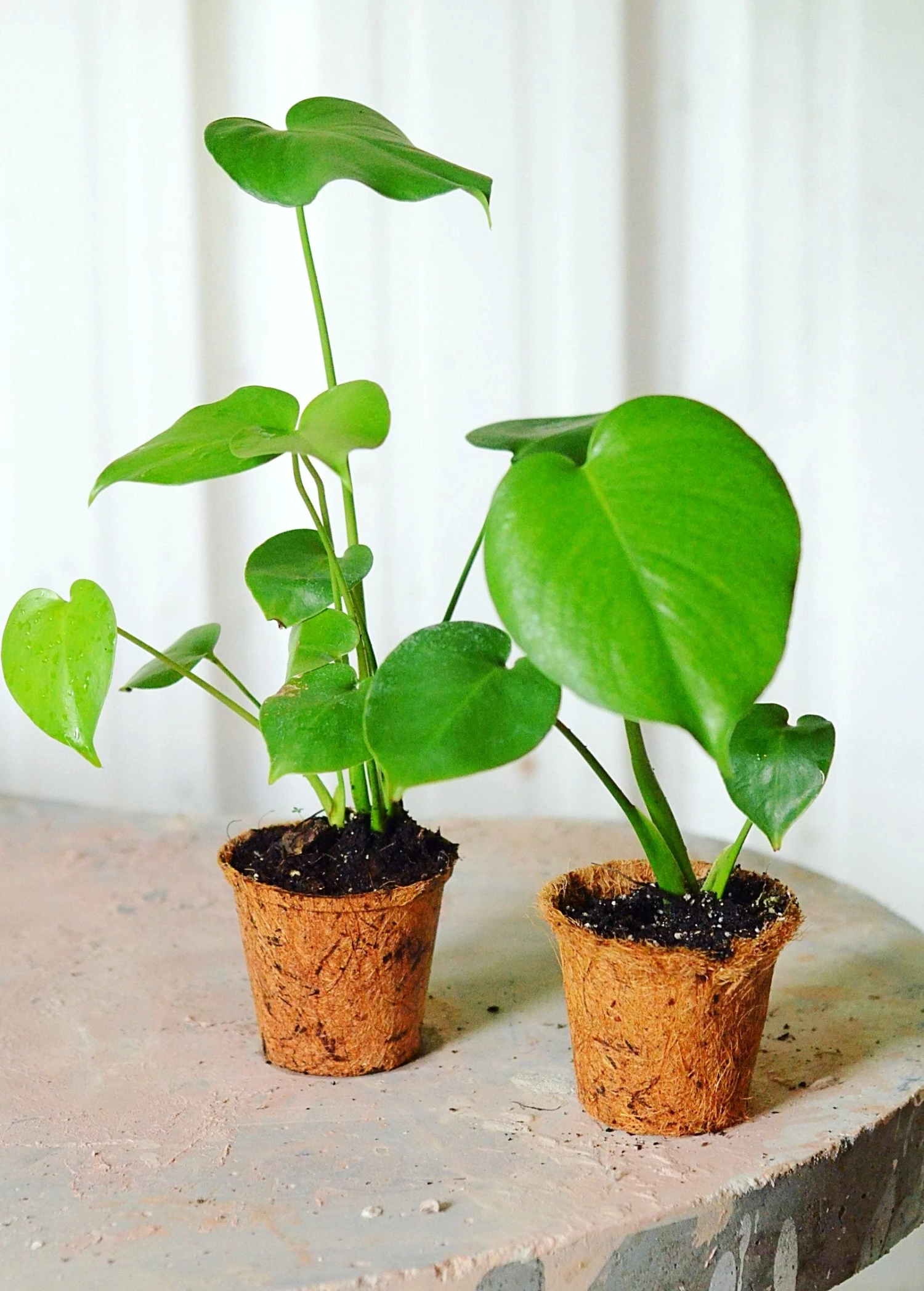 Monstera Deliciosa, Swiss Cheese Plant 8 Monstera Deliciosa, Swiss Cheese Plant - Image 8