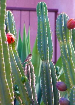 Peruvian Apple Cactus (Cereus Repandus) -Garden Supplies Sales 2024 0155d9 9fd2ff4a57324c3f92bf1cffdbb59874 mv2 d 2019 3000 s 2