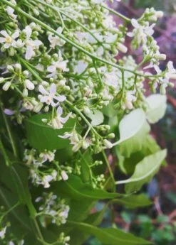 Neem Tree (Azadirachta Indica) 9 Neem Tree (Azadirachta Indica) -Garden Supplies Sales 2024 0155d9 a593fde486c0478b9ffd90e89b9a72ac mv2 d 2988 3735 s 4 2