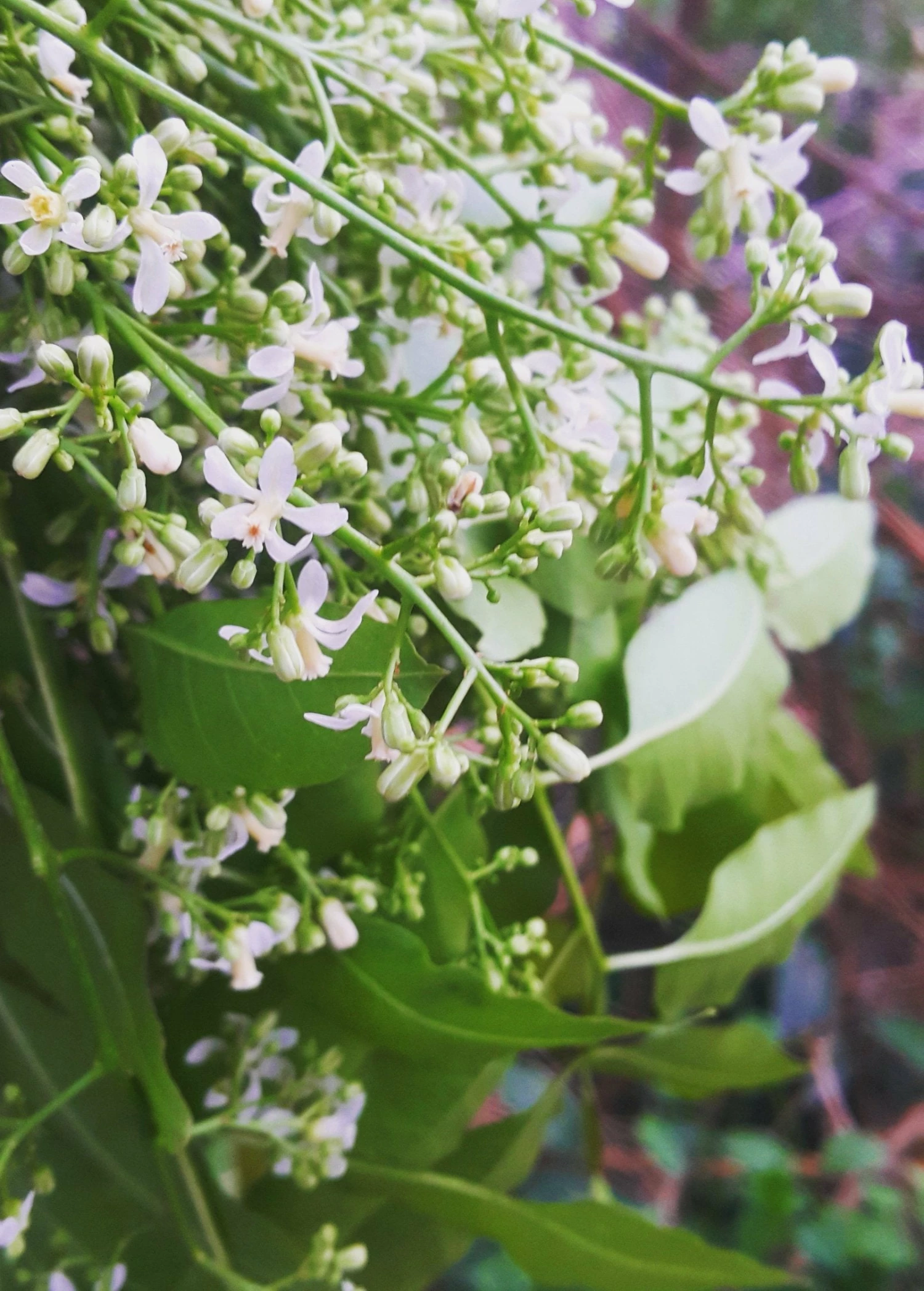 Neem Tree (Azadirachta Indica) 5 Neem Tree (Azadirachta Indica) - Image 5