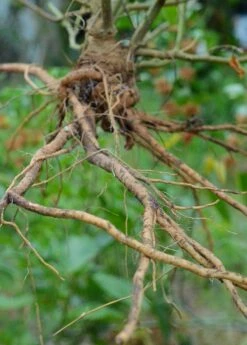 Ashwagandha (Withania Somnifera) -Garden Supplies Sales 2024 0155d9 af78b0aa658a4736babf4d2227d35bc0 mv2 d 3264 4928 s 4 2