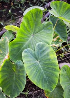 Taro, Red (Colocasia Esculenta) 5 Taro, Red (Colocasia Esculenta) -Garden Supplies Sales 2024 0155d9 b0be5db36a574df7921617a8173563cc mv2 d 1862 2800 s 2