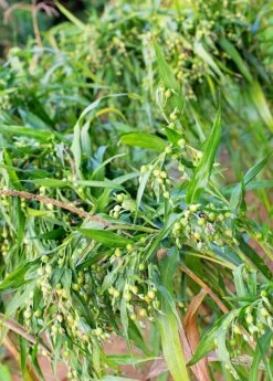 Job's Tears (Coix Lacryma-jobi)