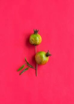 Pomegranate 'Vietnamese Pink' (Punica Granatum) -Garden Supplies Sales 2024 0155d9 d1b0582fd8484caf87aa44915959da6f mv2 d 3271 4907 s 4 2