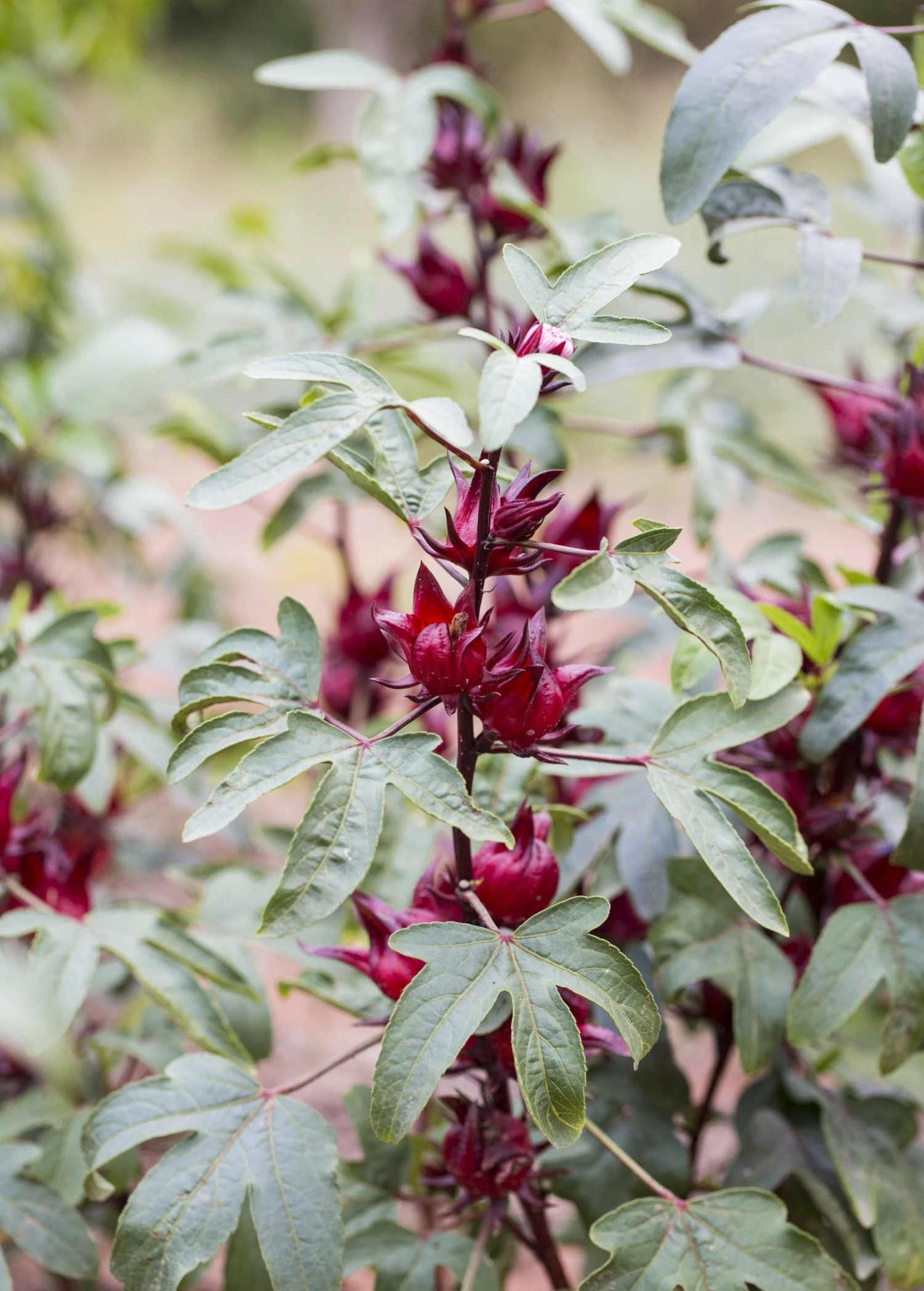 Florida Cranberry (Hibiscus Sabdariffa) 2 Florida Cranberry (Hibiscus Sabdariffa) - Image 2