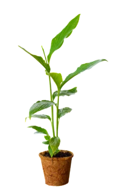 Cardamom (Elettaria Cardamomum) -Garden Supplies Sales 2024 0155d9 ded028d48e644e70b39ee6ced7756f5b mv2