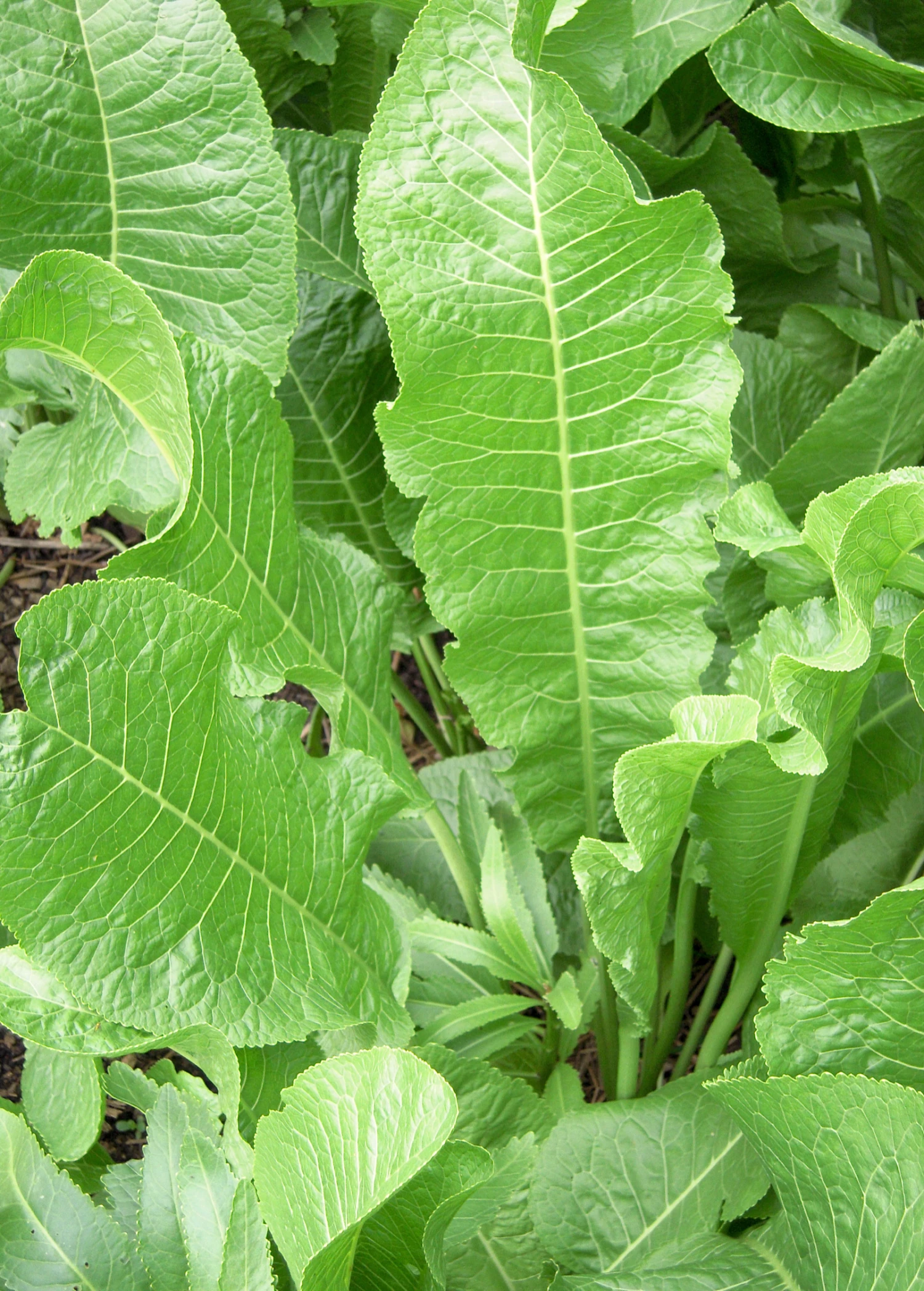 Horseradish (Armoracia Rusticana) 2 Horseradish (Armoracia Rusticana) - Image 2