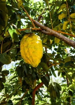 Ponderosa Lemon (Citrus × Pyriformis)