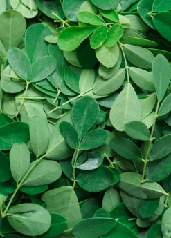 Moringa (Moringa Oleifera) -Garden Supplies Sales 2024 1 6