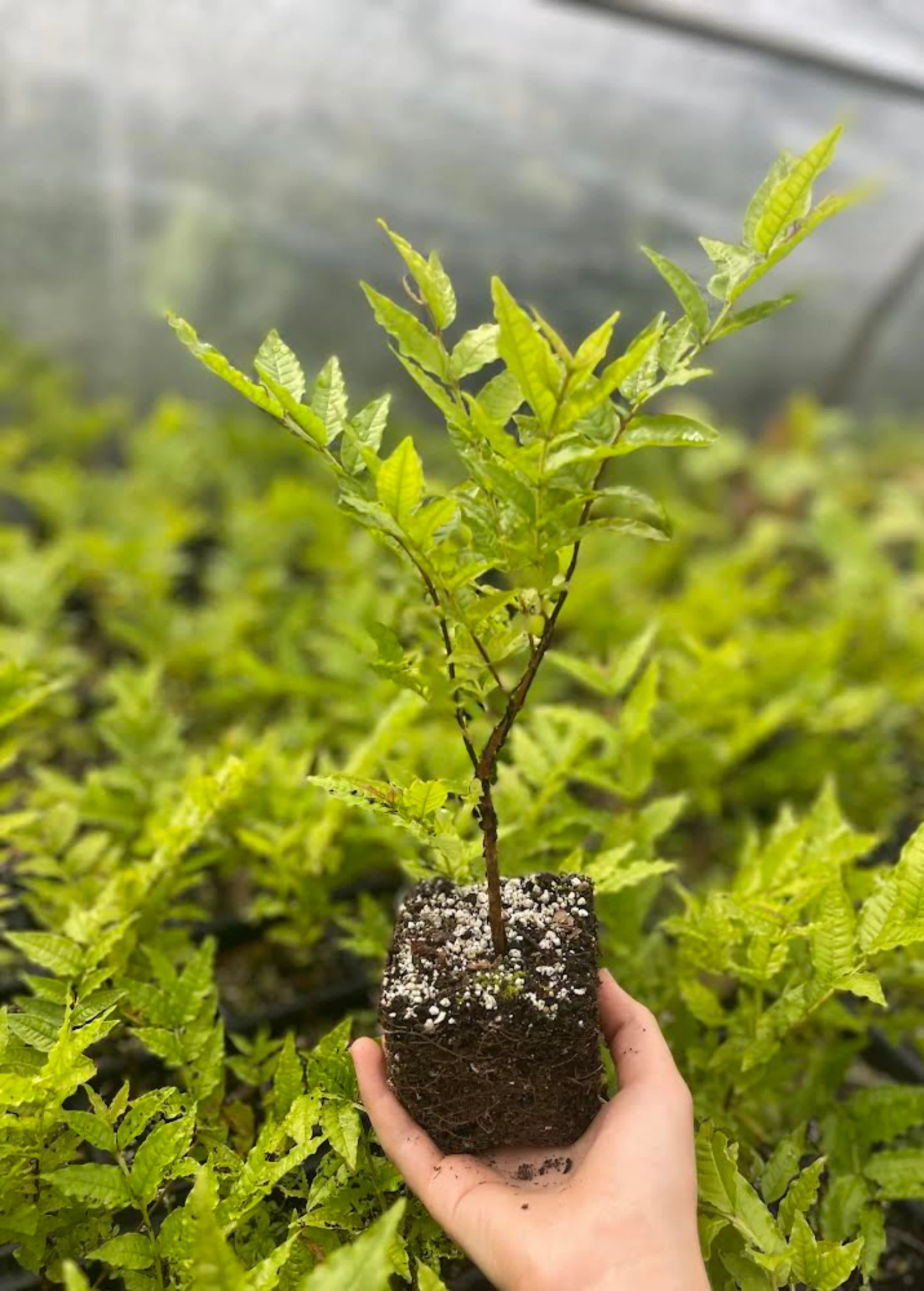 Brazilian Guava (Psidium Angulatum) 2 Brazilian Guava (Psidium Angulatum) - Image 2