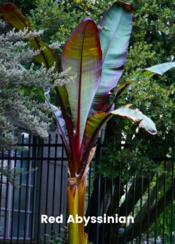 Banana Bundle: Siam Ruby, Blood Banana, Dwarf Cavendish & Red Abyssinian -Garden Supplies Sales 2024 2 4 8985e285 ce04 4e50 aa53 cc81bd4e76e5