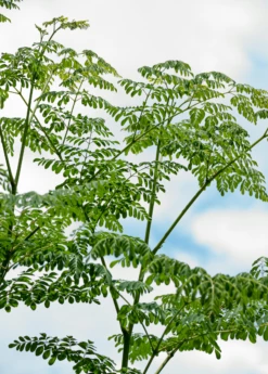 Moringa (Moringa Oleifera) -Garden Supplies Sales 2024 2 7
