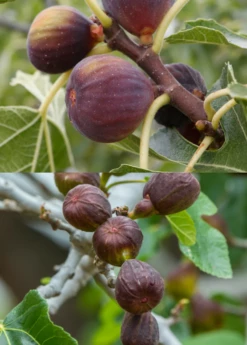 Fig Tree Bundle: 'Olympian' Fig & 'Brown Turkey' Fig