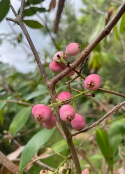 Lilly Pilly (Syzygium Smithii, Acmena Smithii) -Garden Supplies Sales 2024 33
