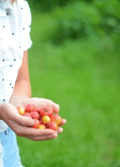 Guava, Strawberry (Psidium Cattleianum) -Garden Supplies Sales 2024 3DEA704B 3825 4F78 BEC4 9A92A56E0116