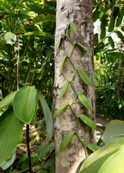 Vanilla Bean Orchid (Vanilla Planifolia) -Garden Supplies Sales 2024 3 3607b2cc 18a0 4b80 921d 785e8056ab12