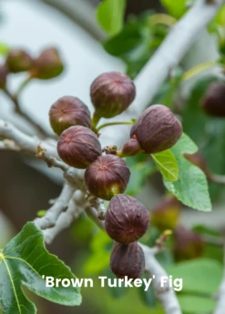 Fig Tree Bundle: 'Olympian' Fig & 'Brown Turkey' Fig -Garden Supplies Sales 2024 3 7