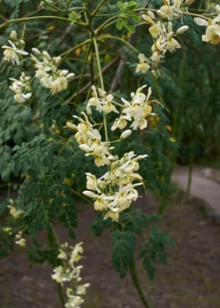 Moringa (Moringa Oleifera) -Garden Supplies Sales 2024 4 3