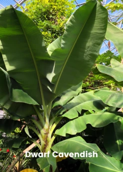 Banana Bundle: Siam Ruby, Blood Banana, Dwarf Cavendish & Red Abyssinian -Garden Supplies Sales 2024 4 4