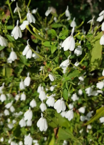 White Crane Flower (Rhinacanthus Nasutus) 1 White Crane Flower (Rhinacanthus Nasutus)
