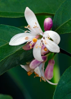 Meyer Lemon (Citrus × Meyeri) -Garden Supplies Sales 2024 5 5bc7f1dc d173 47eb 86cd 5fce4473849a