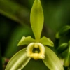 Vanilla Bean Orchid (Vanilla Planifolia)