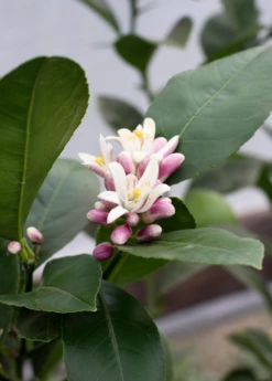 Meyer Lemon (Citrus × Meyeri) -Garden Supplies Sales 2024 6 c5ef219c 2d86 479d bb66 3998c897835f