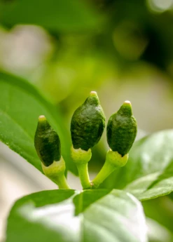 Meyer Lemon (Citrus × Meyeri) -Garden Supplies Sales 2024 7