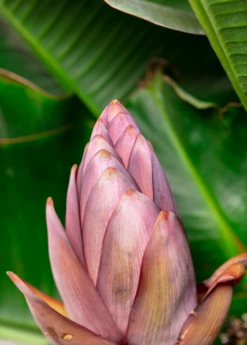 Banana 'Dwarf Cavendish' (Musa Acuminata) -Garden Supplies Sales 2024 8 2b92d1b1 64d9 4952 8b6d c426a9e320fd