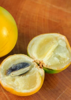 Abiu (Pouteria Caimito) -Garden Supplies Sales 2024 Abiu Tree for Sale SowExotic.com 2