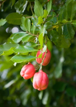 Ackee (Blighia Sapida) -Garden Supplies Sales 2024 Ackeetreeforsalesowexotic 2