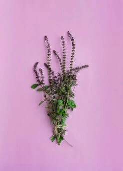 African Blue Basil (Ocimum Kilimandscharicum × Basilicum 'Dark Opal') 7 African Blue Basil (Ocimum Kilimandscharicum × Basilicum 'Dark Opal') -Garden Supplies Sales 2024 African Blue Basil Plant for Sale SowExotic