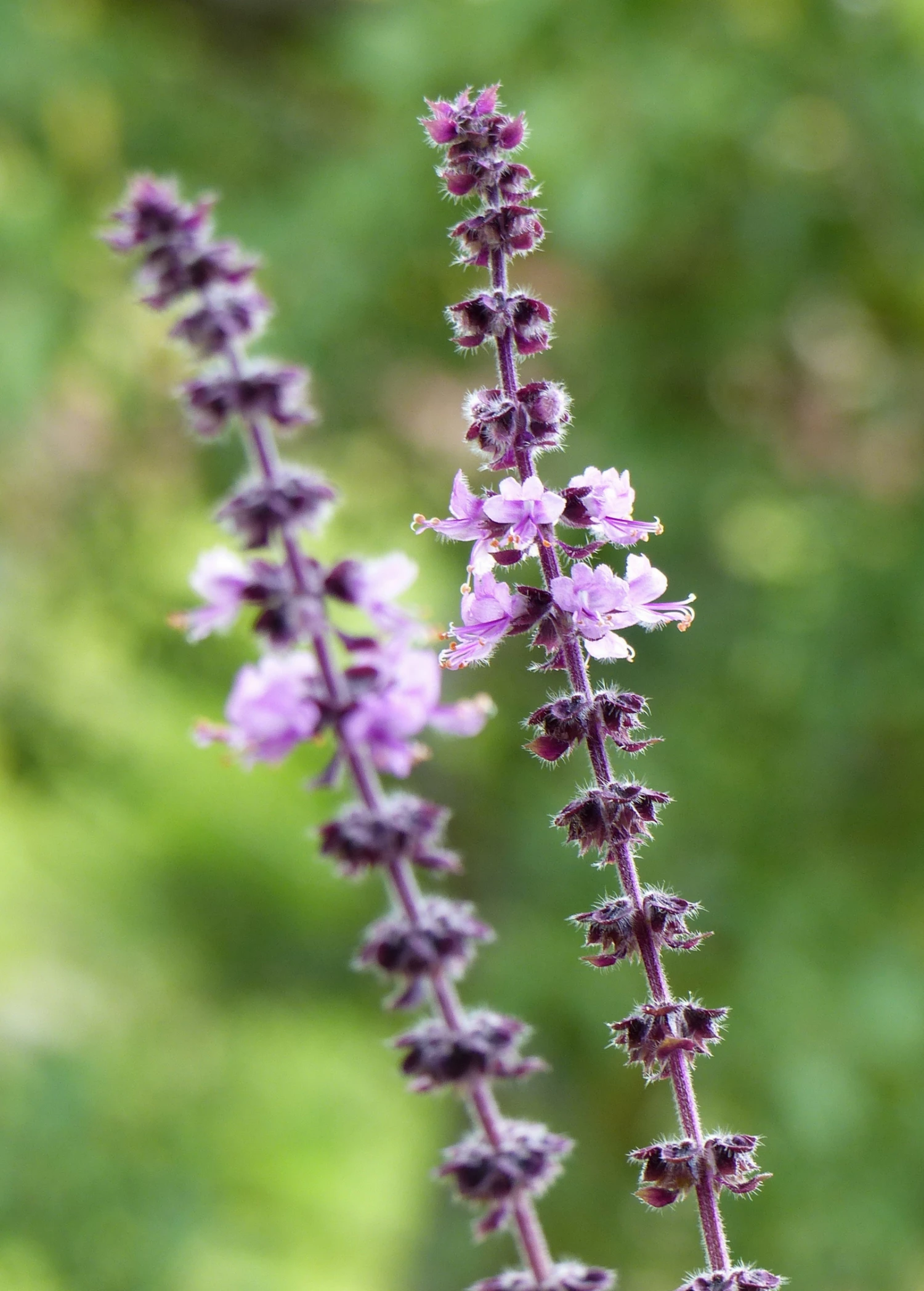 African Blue Basil (Ocimum Kilimandscharicum × Basilicum 'Dark Opal') 1 African Blue Basil (Ocimum Kilimandscharicum × Basilicum 'Dark Opal')