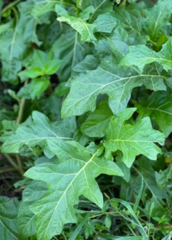 African Eggplant (Solanum Aethiopicum) 6 African Eggplant (Solanum Aethiopicum) -Garden Supplies Sales 2024 African Eggplant plant for Sale SowExotic