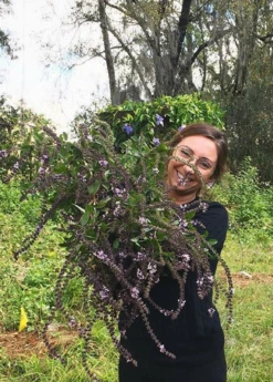 African Blue Basil (Ocimum Kilimandscharicum × Basilicum 'Dark Opal') 9 African Blue Basil (Ocimum Kilimandscharicum × Basilicum 'Dark Opal') -Garden Supplies Sales 2024 African blue basil plant for sale SowExotic.com