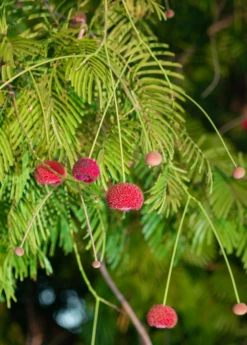 African Locust Bean Tree (Parkia Biglobosa) 5 African Locust Bean Tree (Parkia Biglobosa) -Garden Supplies Sales 2024 AfricanLocustBeanPlantsforSale SowExotic.com