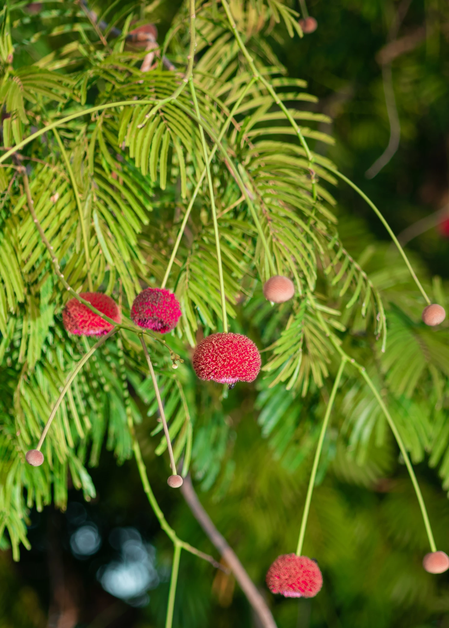 African Locust Bean Tree (Parkia Biglobosa) 3 African Locust Bean Tree (Parkia Biglobosa) - Image 3