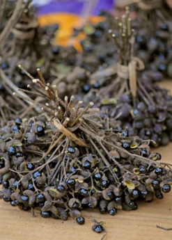 Allspice (Pimenta Dioica) -Garden Supplies Sales 2024 Allspice Plant for sale SowExotic.com